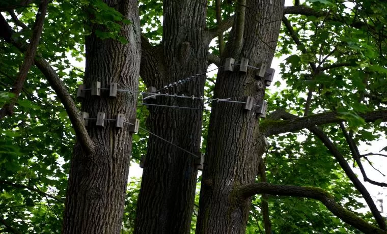 Haubaner un arbre, Compiègne, Hery and Son