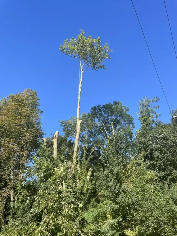 Informations : Mise en sécurité de lignes électriques, Compiègne, Hery and Son