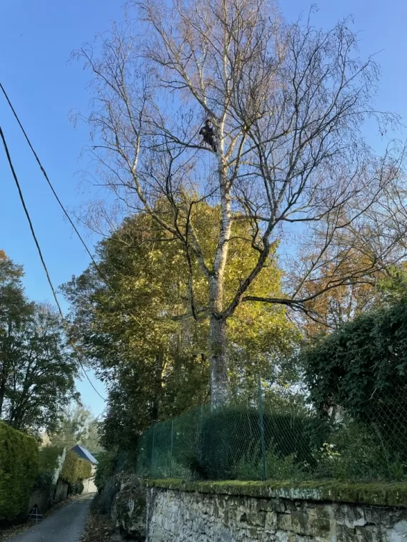 Démontage d'un bouleau en Tyrolienne à Attichy entre l'Oise et l'Aisne, Compiègne, Hery and Son