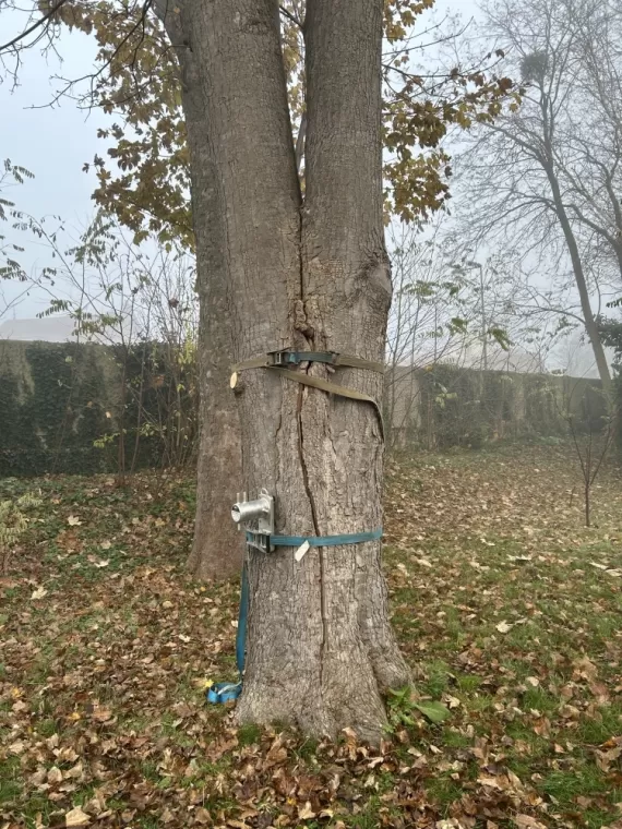 Arbre dangereux à Pont ste Maxence dans l'Oise, Compiègne, Hery and Son
