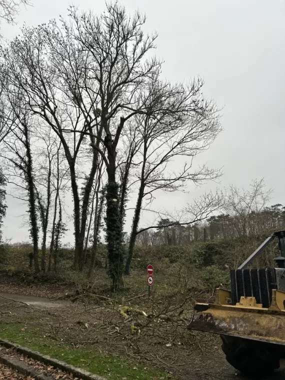 Démontage et abattage d'un arbre dangereux à Ménouville, Val d'Oise 95, Compiègne, Hery and Son