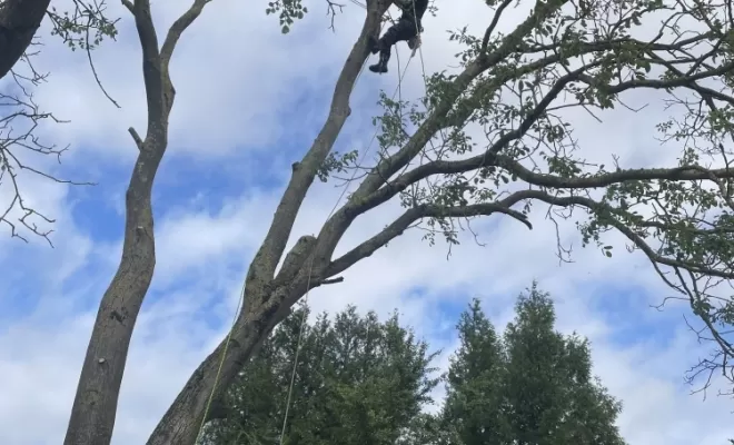 Les branches coupées vont être descendues par rétention