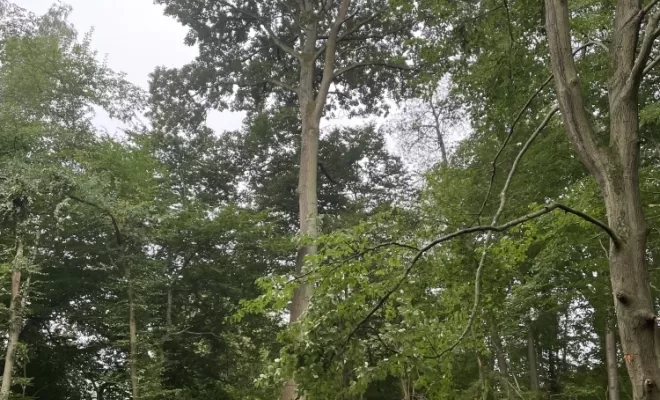 Intervention sur parcelle forestière, Compiègne, Hery and Son