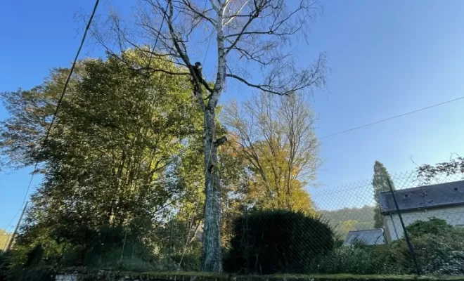 Démontage d'un bouleau en Tyrolienne à Attichy entre l'Oise et l'Aisne, Compiègne, Hery and Son