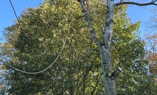 Démontage d'un bouleau en Tyrolienne à Attichy entre l'Oise et l'Aisne, Compiègne, Hery and Son