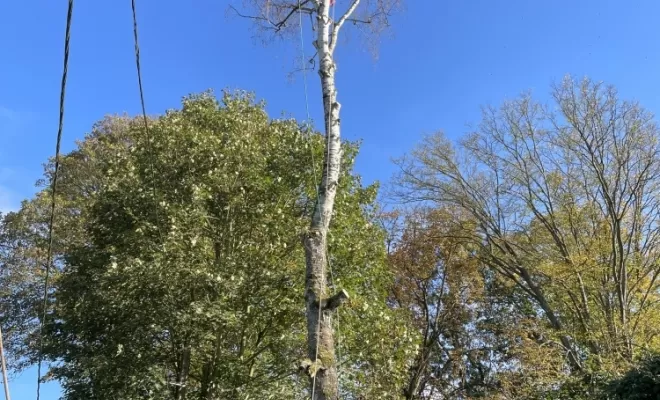 Démontage d'un bouleau en Tyrolienne à Attichy entre l'Oise et l'Aisne, Compiègne, Hery and Son