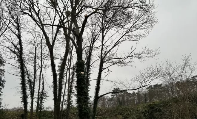 Démontage et abattage d'un arbre dangereux à Ménouville, Val d'Oise 95, Compiègne, Hery and Son