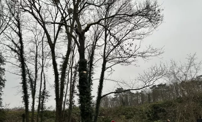 Démontage et abattage d'un arbre dangereux à Ménouville, Val d'Oise 95, Compiègne, Hery and Son