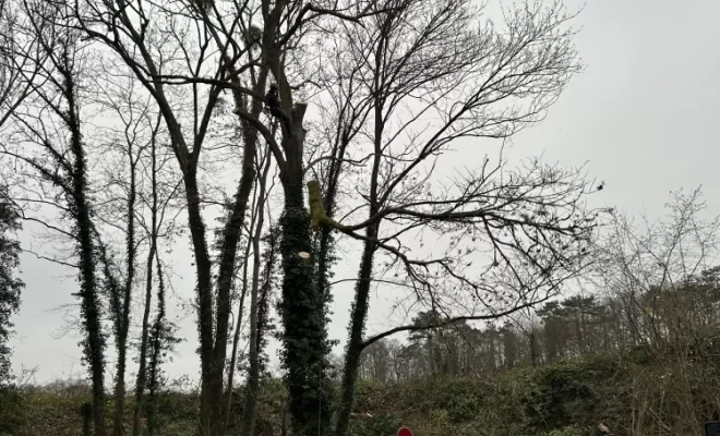 Démontage et abattage d'un arbre dangereux à Ménouville, Val d'Oise 95, Compiègne, Hery and Son