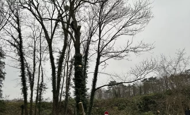 Démontage et abattage d'un arbre dangereux à Ménouville, Val d'Oise 95, Compiègne, Hery and Son