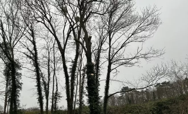 Démontage et abattage d'un arbre dangereux à Ménouville, Val d'Oise 95, Compiègne, Hery and Son