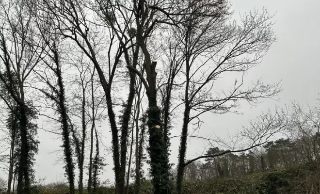 Démontage et abattage d'un arbre dangereux à Ménouville, Val d'Oise 95, Compiègne, Hery and Son