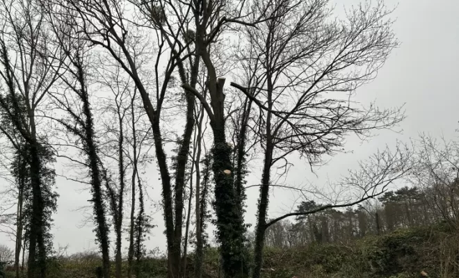 Démontage et abattage d'un arbre dangereux à Ménouville, Val d'Oise 95, Compiègne, Hery and Son