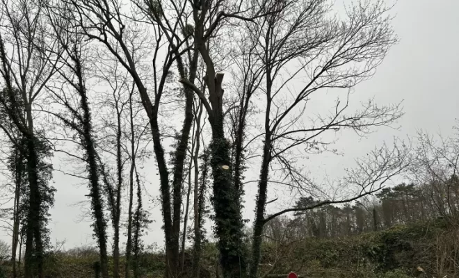 Démontage et abattage d'un arbre dangereux à Ménouville, Val d'Oise 95, Compiègne, Hery and Son