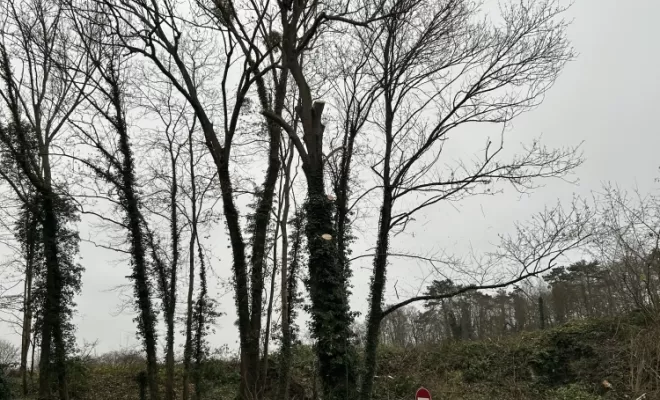 Démontage et abattage d'un arbre dangereux à Ménouville, Val d'Oise 95, Compiègne, Hery and Son
