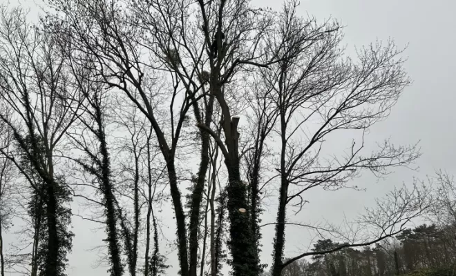 Démontage et abattage d'un arbre dangereux à Ménouville, Val d'Oise 95, Compiègne, Hery and Son