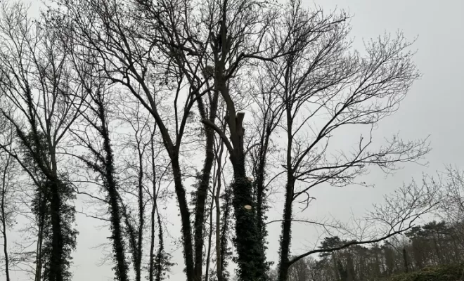 Démontage et abattage d'un arbre dangereux à Ménouville, Val d'Oise 95, Compiègne, Hery and Son