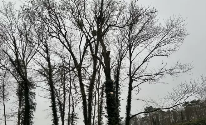 Démontage et abattage d'un arbre dangereux à Ménouville, Val d'Oise 95, Compiègne, Hery and Son
