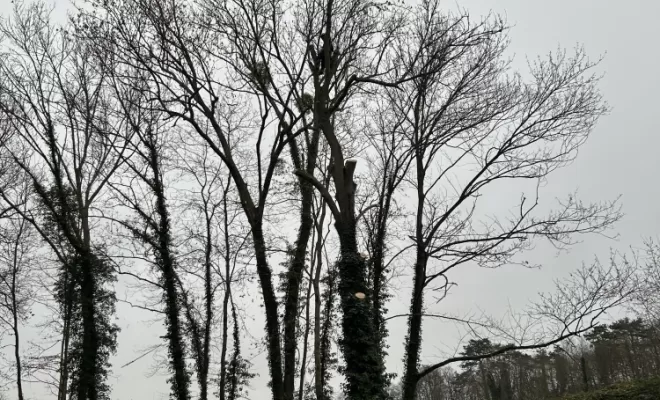 Démontage et abattage d'un arbre dangereux à Ménouville, Val d'Oise 95, Compiègne, Hery and Son