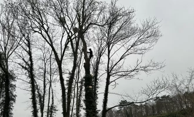 Démontage et abattage d'un arbre dangereux à Ménouville, Val d'Oise 95, Compiègne, Hery and Son