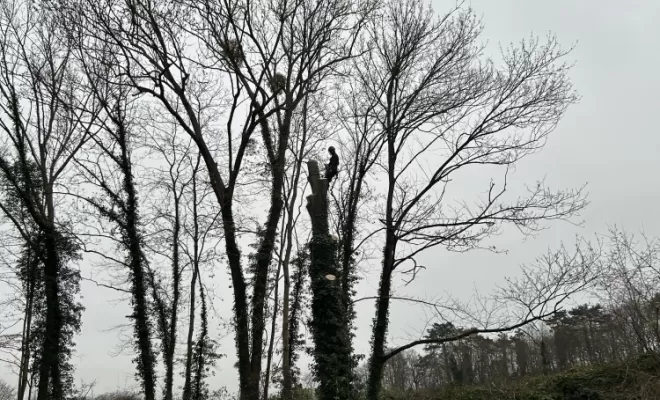 Démontage et abattage d'un arbre dangereux à Ménouville, Val d'Oise 95, Compiègne, Hery and Son