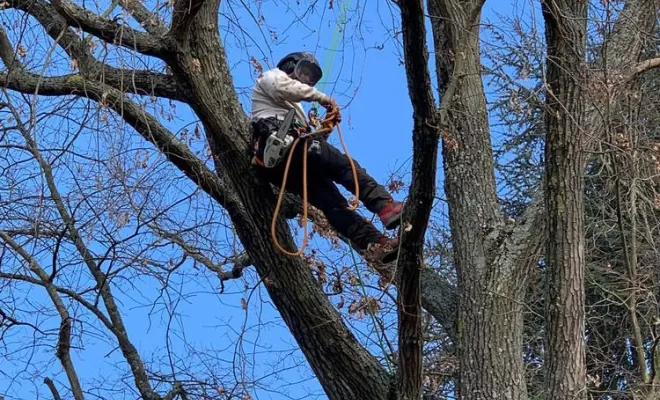 Élagage d'arbre, Compiègne, Hery and Son