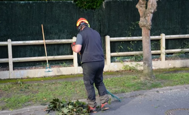 Élagage d'arbre, Compiègne, Hery and Son