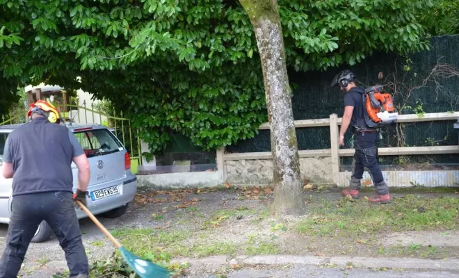 Élagage d'arbre, Compiègne, Hery and Son