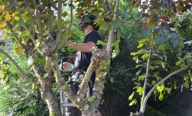 Élagage d'arbre, Compiègne, Hery and Son