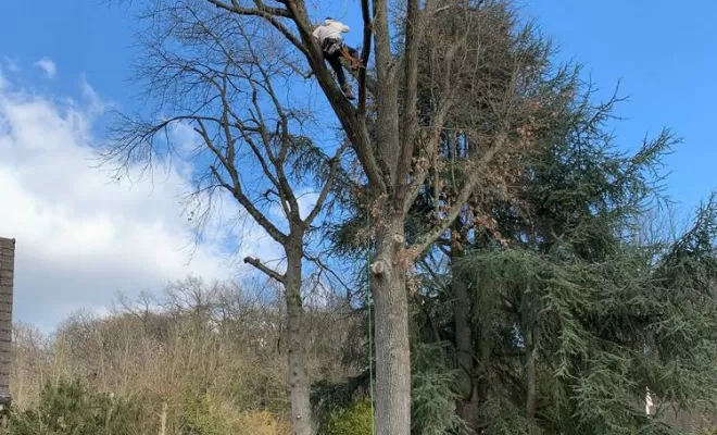 Élagage d'arbre, Compiègne, Hery and Son