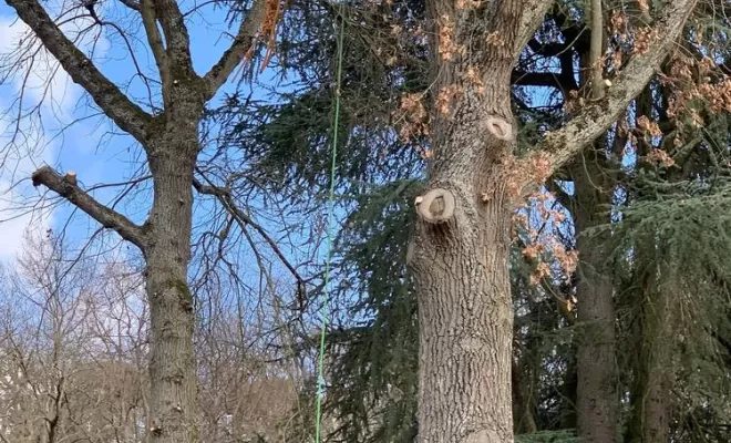 Élagage d'arbre, Compiègne, Hery and Son