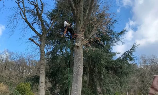 Élagage d'arbre, Compiègne, Hery and Son