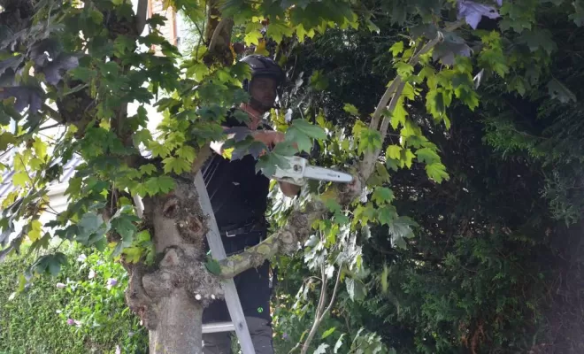 Élagage d'arbre, Compiègne, Hery and Son