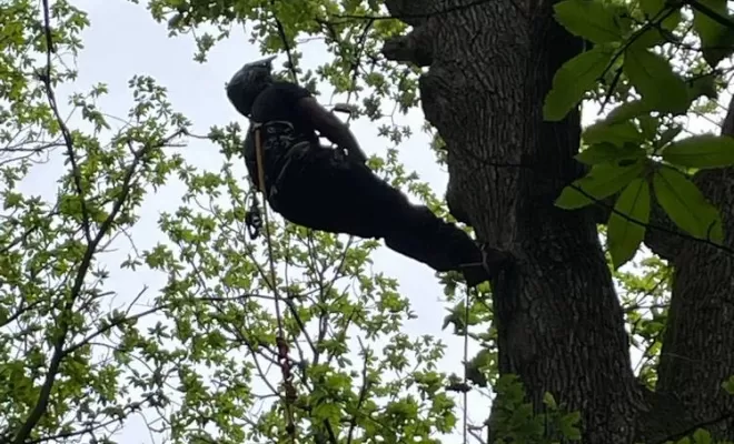 Élagage d'arbre, Compiègne, Hery and Son