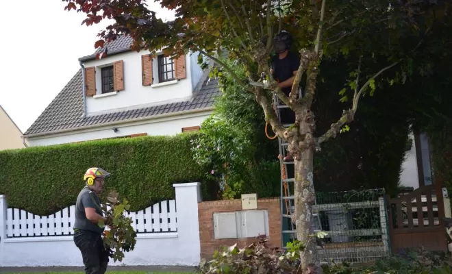 Élagage d'arbre, Compiègne, Hery and Son