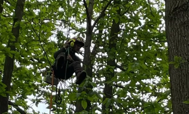 Élagage d'arbre, Compiègne, Hery and Son