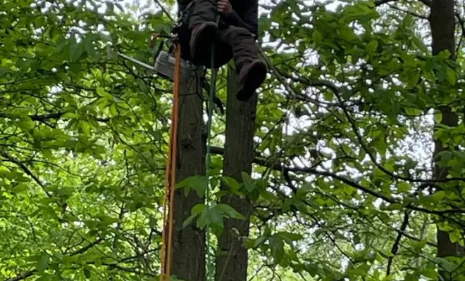 Élagage d'arbre, Compiègne, Hery and Son