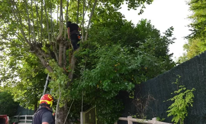 Élagage d'arbre, Compiègne, Hery and Son