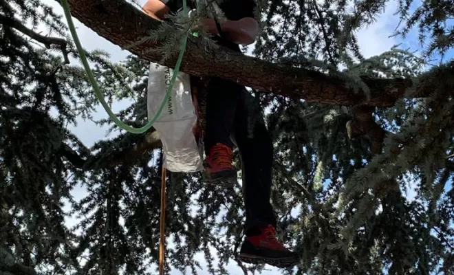 Haubanage d'arbre, Compiègne, Hery and Son