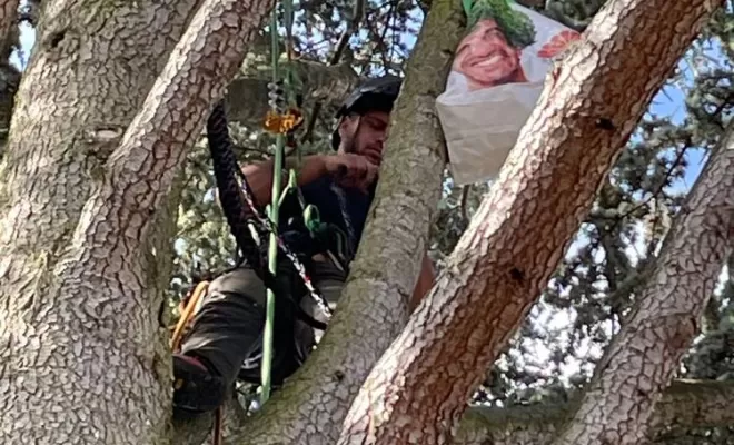 Haubanage d'arbre, Compiègne, Hery and Son