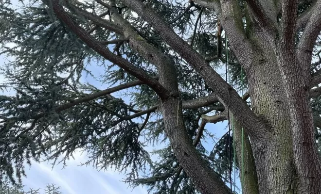 Haubanage d'arbre, Compiègne, Hery and Son