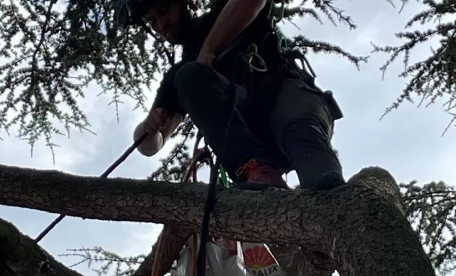 Haubanage d'arbre, Compiègne, Hery and Son