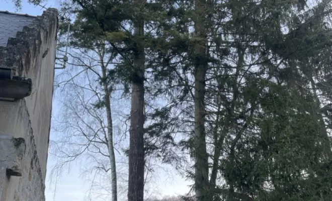 Démontage d'Epicéas proches de la maison, Compiègne, Hery and Son