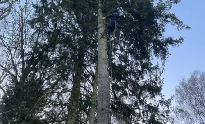 Démontage d'Epicéas proches de la maison, Compiègne, Hery and Son