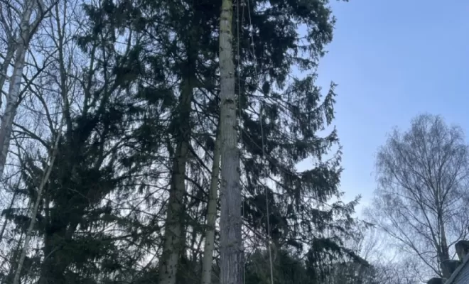Démontage d'Epicéas proches de la maison, Compiègne, Hery and Son