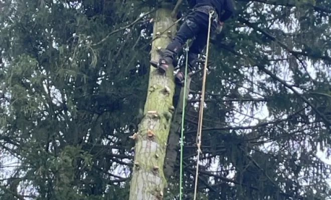 Démontage d'Epicéas proches de la maison, Compiègne, Hery and Son