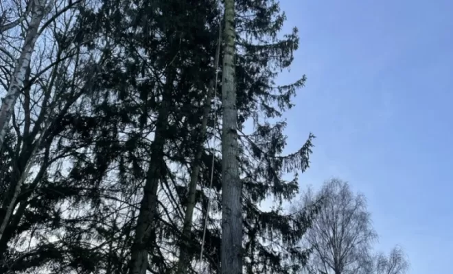 Démontage d'Epicéas proches de la maison, Compiègne, Hery and Son
