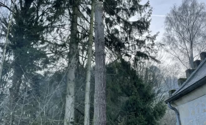 Démontage d'Epicéas proches de la maison, Compiègne, Hery and Son