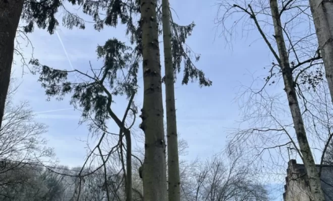 Démontage d'Epicéas proches de la maison, Compiègne, Hery and Son