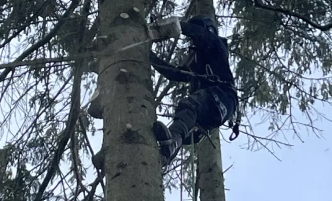 Démontage d'Epicéas proches de la maison, Compiègne, Hery and Son